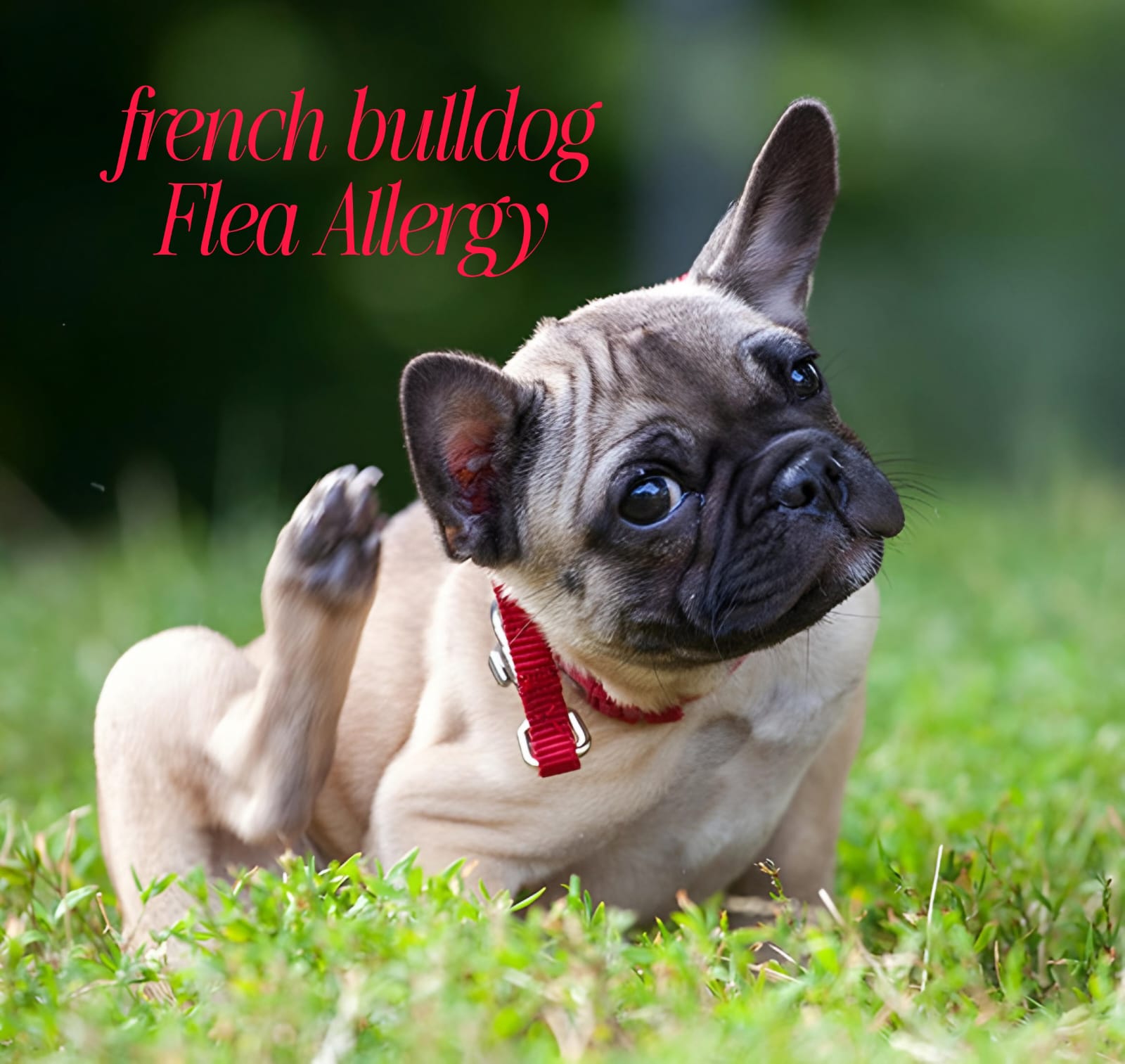 French Bulldog Flea Allergy