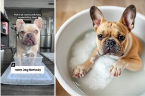 Soaking Paws in Epsom Salt for Allergies in French Bulldogs