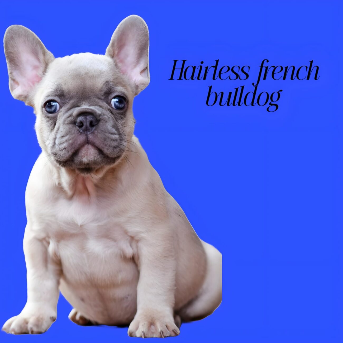 Are Hairless French Bulldogs a Real Breed? A Complete Information......