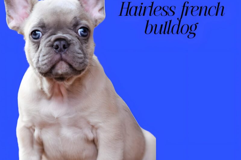 Are Hairless French Bulldogs a Real Breed? A Complete Information……