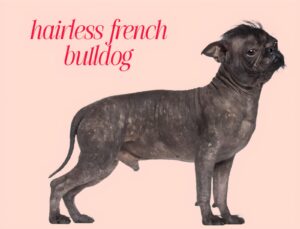 Are Hairless French Bulldogs a Real Breed? A Complete Information......