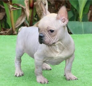 Are Hairless French Bulldogs a Real Breed? A Complete Information......