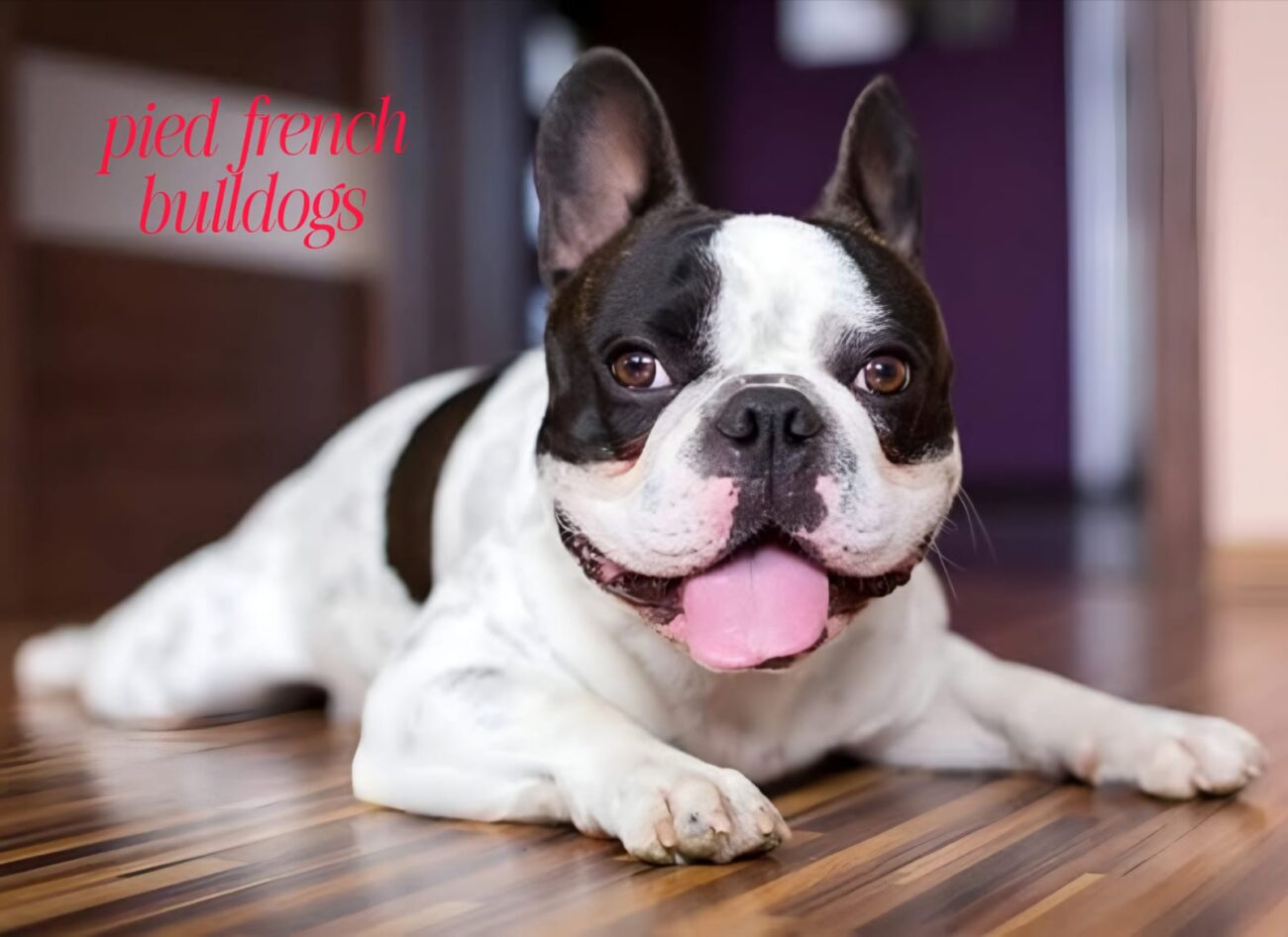Why Everyone Loves Pied French Bulldogs: A Complete Breed Guide