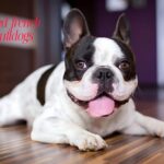 Why Everyone Loves Pied French Bulldogs: A Complete Breed Guide
