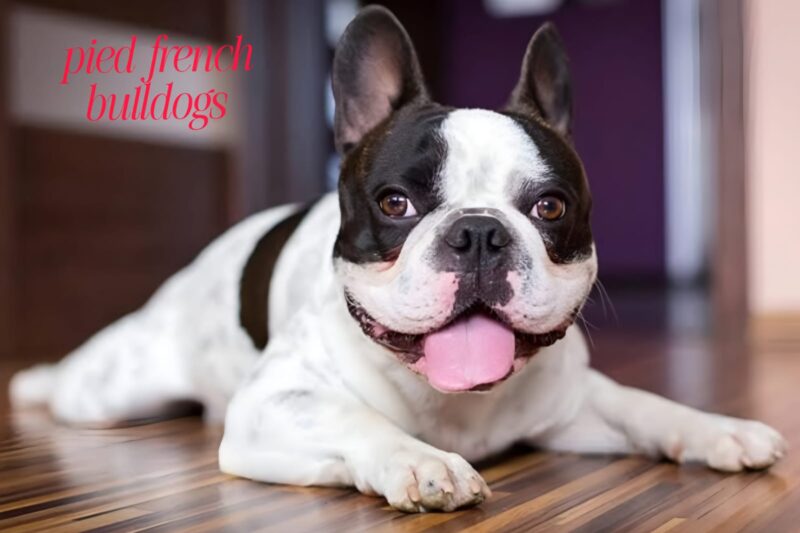 Why Everyone Loves Pied French Bulldogs: A Complete Breed Guide