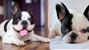 Why Everyone Loves Pied French Bulldogs: A Complete Breed Guide