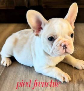 Why Everyone Loves Pied French Bulldogs: A Complete Breed Guide