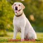 Why Labrador Retriever Makes a Perfect Family Dog: