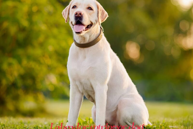 Why Labrador Retriever Makes a Perfect Family Dog: Top Reasons Explained!