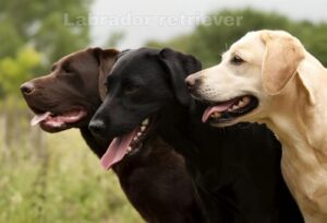 Why Labrador Retriever Makes a Perfect Family Dog: