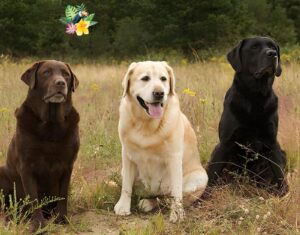 Why Labrador Retriever Makes a Perfect Family Dog:
