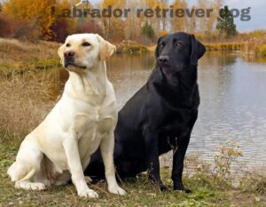 Why Labrador Retriever Makes a Perfect Family Dog