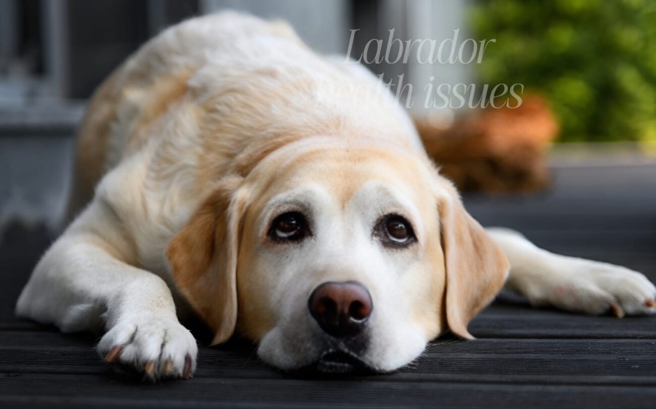 Most Common Labrador Retriever Health Issues