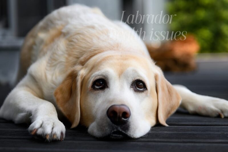 Most Common Labrador Retriever Health Issues| thepetsinword