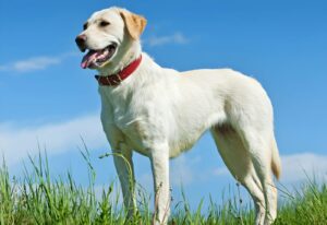 Most Common Labrador Retriever Health Issues