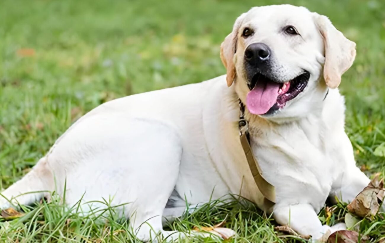 Most Common Labrador Retriever Health Issues