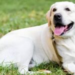 Most Common Labrador Retriever Health Issues