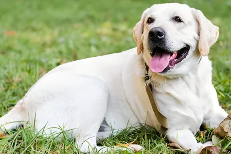 Senior Labrador Health Issues| How to Care for an Aging Dog