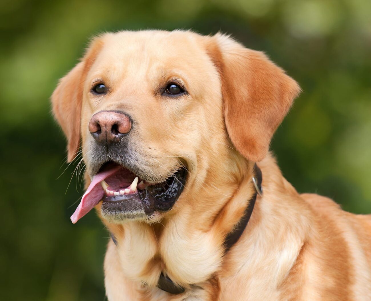 The English Labrador Dog: A Gentle Companion with a Big Heart