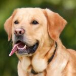 The English Labrador Dog: A Gentle Companion with a Big Heart