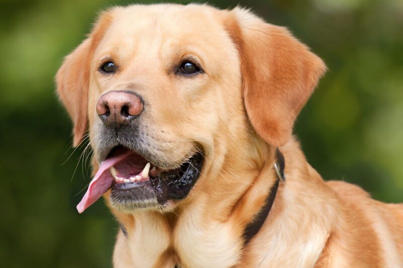 The English Labrador Dog: A Gentle Companion with a Big Heart