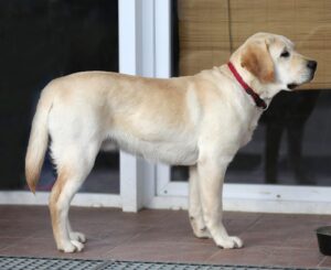 The English Labrador Dog: A Gentle Companion with a Big Heart
