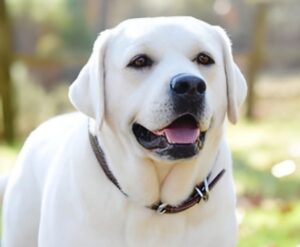 The English Labrador Dog: A Gentle Companion with a Big Heart