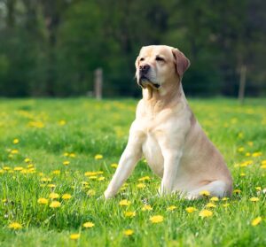 Labrador Lifespan: How to Help your Lab Live Longer and Healthier
