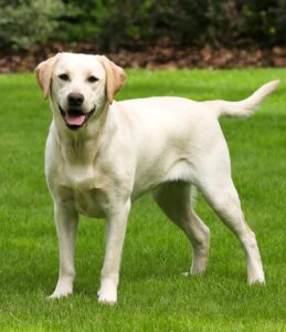 Labrador Lifespan: How to Help your Lab Live Longer and Healthier