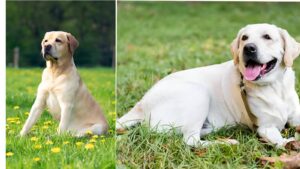 Labrador Lifespan: How to Help your Lab Live Longer and Healthier