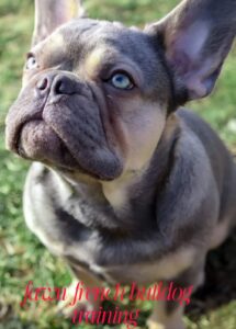 Fawn French Bulldog Training 101: Tips For New Dog Owners