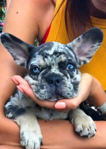 Merle French Bulldog: Breed Information, Traits & Care Tips