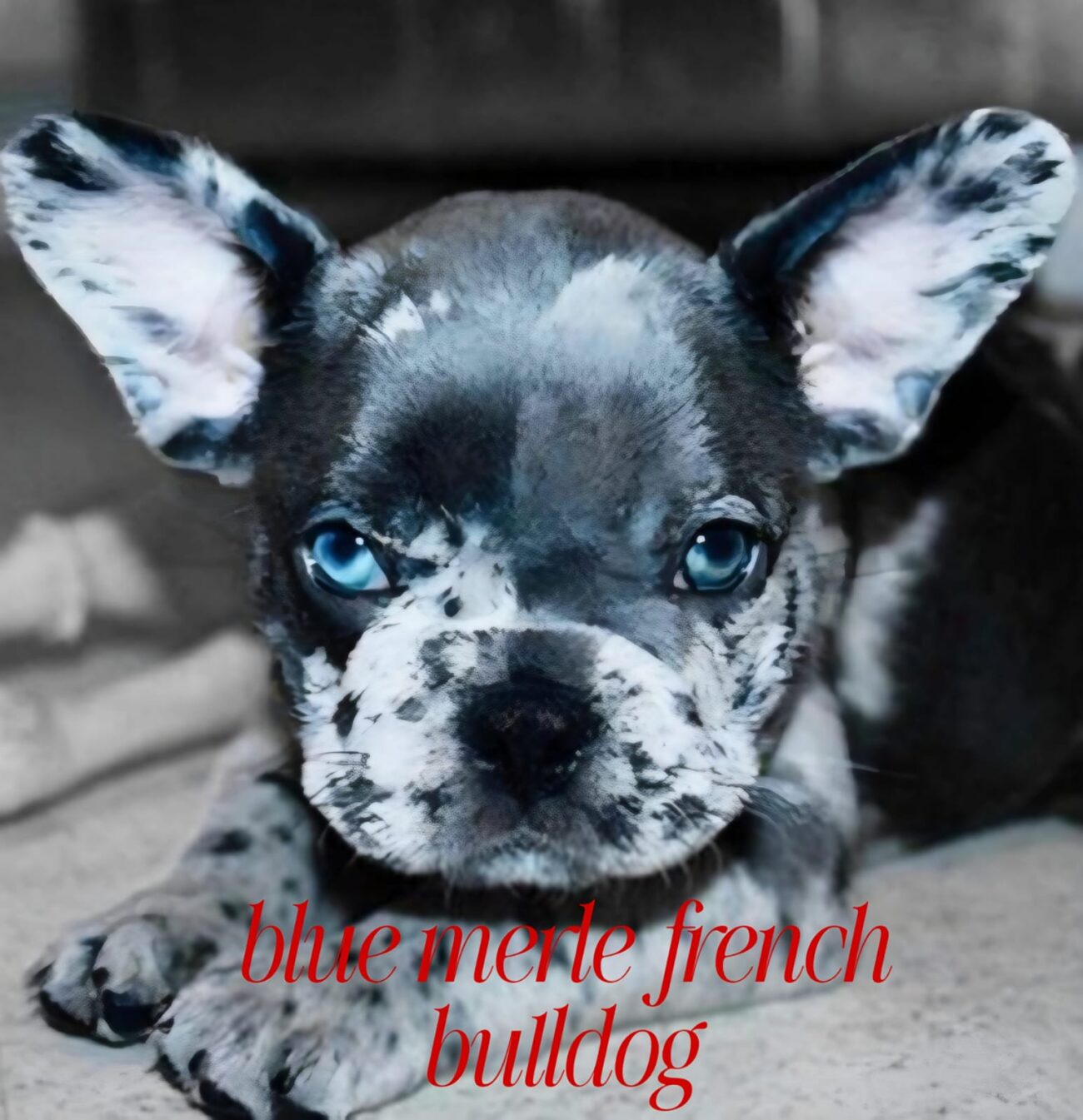 How Rare Are Blue Merle French Bulldogs?