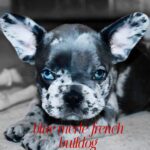How Rare Are Blue Merle French Bulldogs?