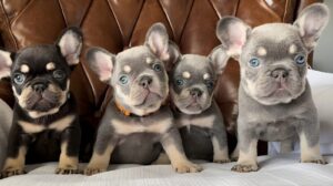 French Bulldog Puppies: Your Ultimate Guide to the Cutest Companions