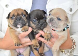 French Bulldog Puppies: Your Ultimate Guide to the Cutest Companions