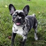 Meet the Black Merle French Bulldog – Price, Care & Personality Guide