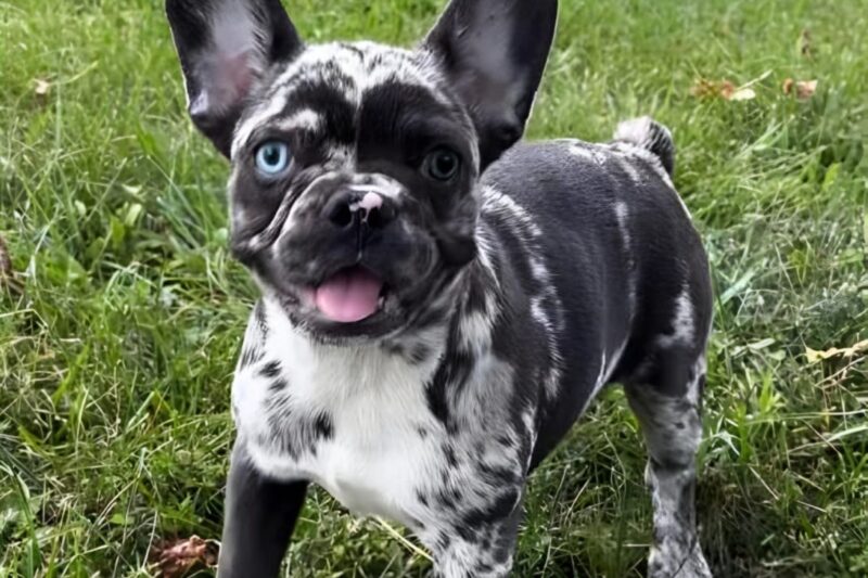 Meet the Black Merle French Bulldog – Price, Care & Personality Guide