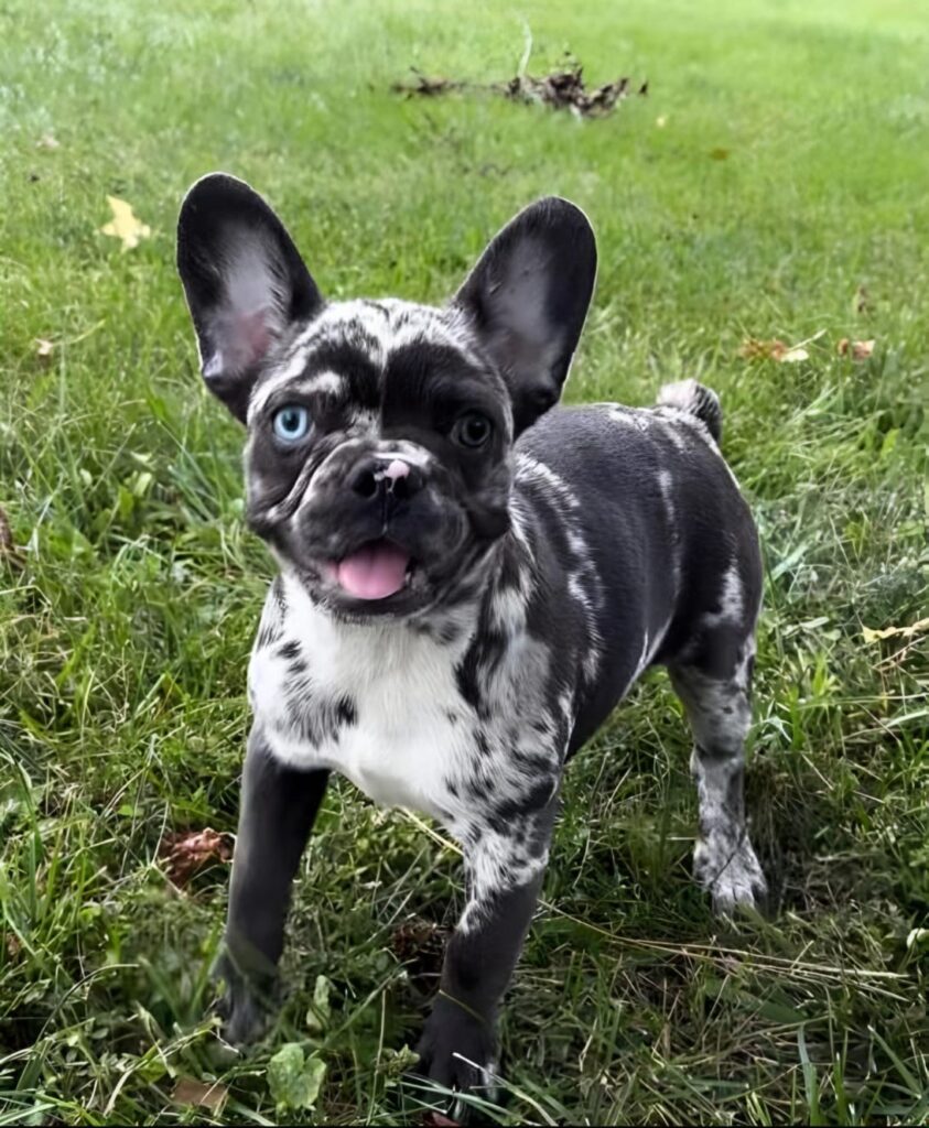 Meet the Black Merle French Bulldog – Price, Care & Personality Guide