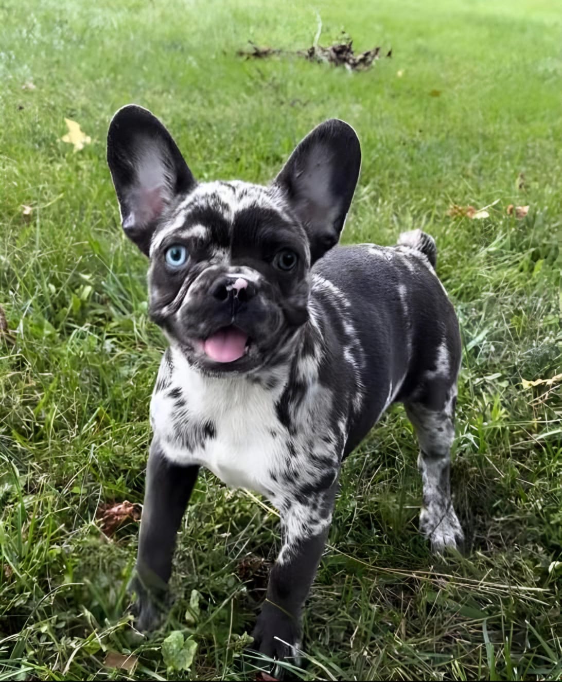 Meet the Black Merle French Bulldog – Price, Care & Personality Guide