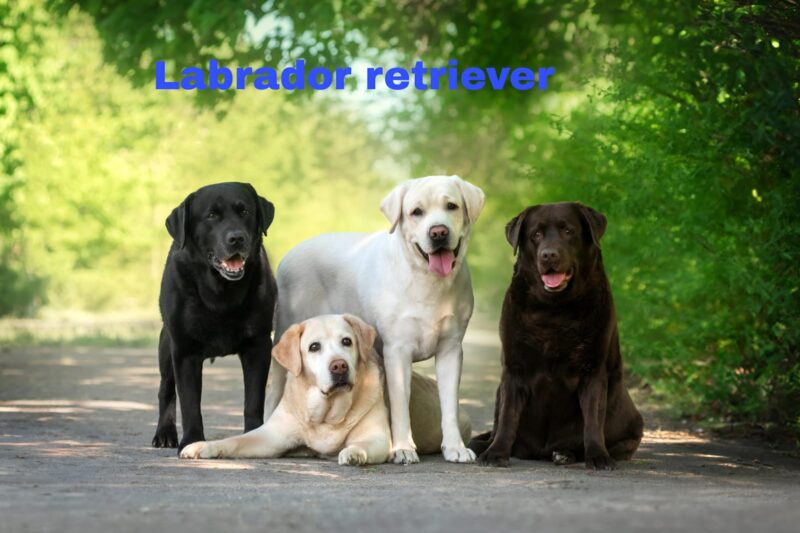 Labrador Retriever Breed Info, Colors, and Lifespan| thepetsinworld