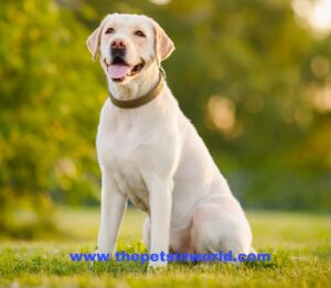 Labrador Retriever Breed Info, Colors, and Lifespan