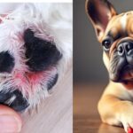 Top 10 Treatments for French Bulldog Red Paws in 2025| Thepetsinworld