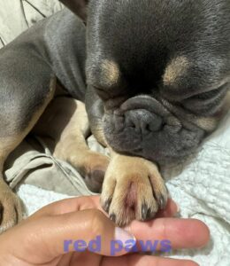 Top 10 Treatments for French Bulldog Red Paws in 2025| Thepetsinworld