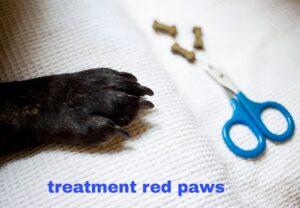 Top 10 Treatments for French Bulldog Red Paws in 2025| Thepetsinworld
