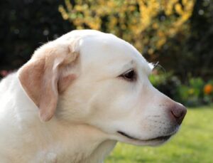 Best Dog Food for Labrador with Joint Problems in 2025|thepetsinworld