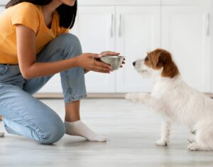 Best Labrador Food Brand for Muscle Growth in 2025