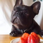 Homemade Food Recipes for French Bulldogs with Allergies