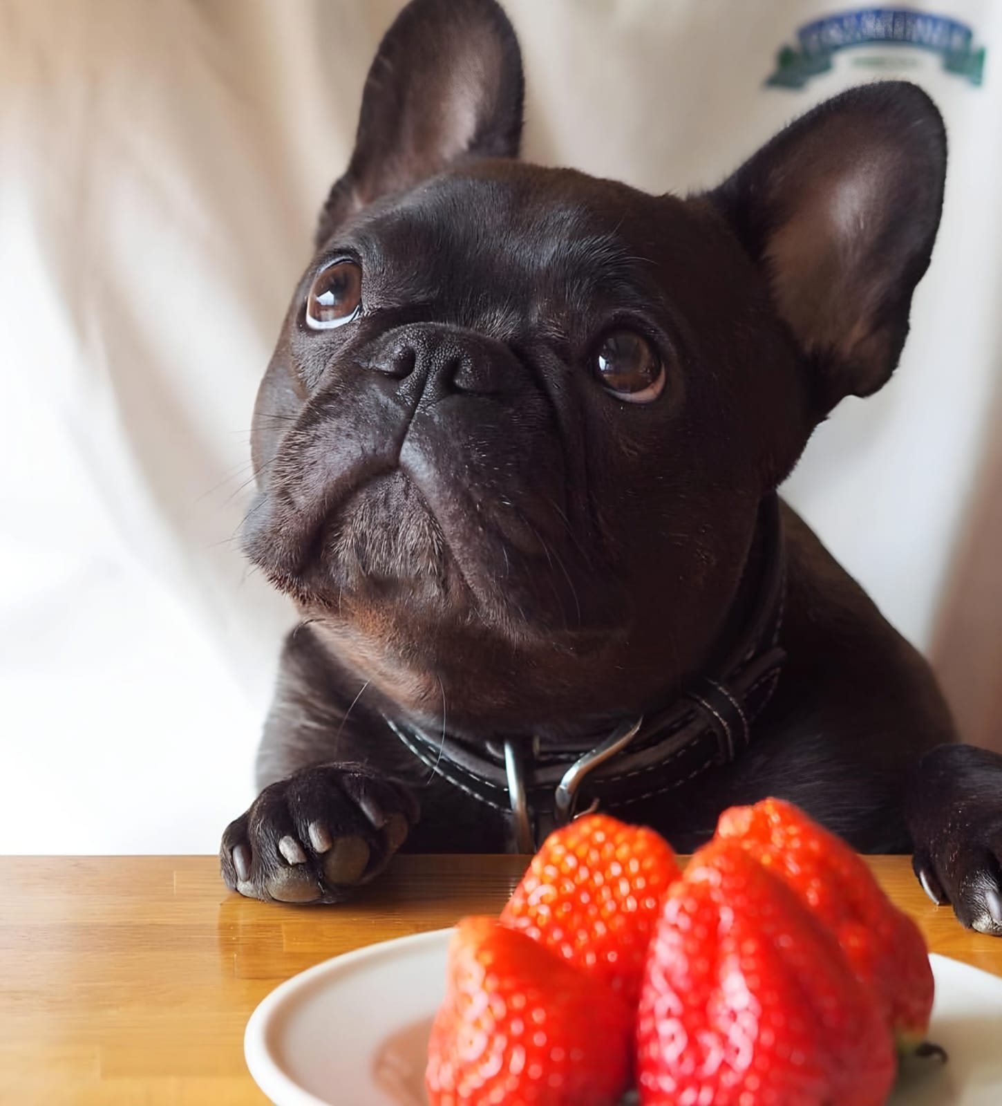 Homemade Food Recipes for French Bulldogs with Allergies