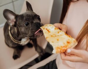 Homemade Food Recipes for French Bulldogs with Allergies